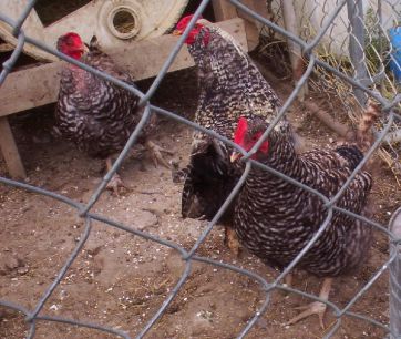 Chickens