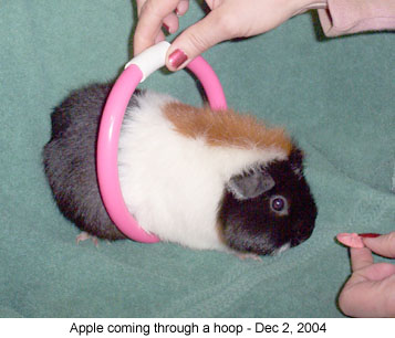 applehoop2 2004-12-02.jpg